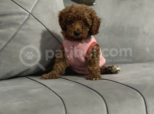 Yavru Toy Poodle