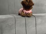 Yavru Toy Poodle
