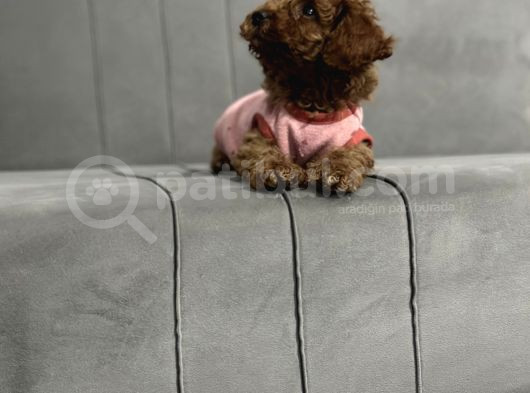Yavru Toy Poodle görsel