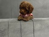 Yavru Toy Poodle