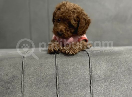 Yavru Toy Poodle görsel