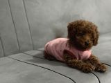 Yavru Toy Poodle