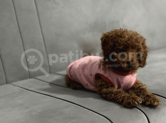 Yavru Toy Poodle görsel