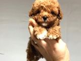 Kahve Tonlu Mini Boy Puppy Sevimli  Malti̇po Ci̇nsi̇