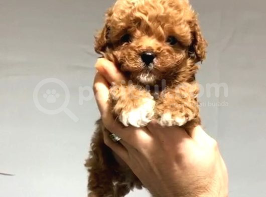Kahve Tonlu Mini Boy Puppy Sevimli  Malti̇po Ci̇nsi̇ görsel