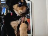 Rottweiler yavrusu