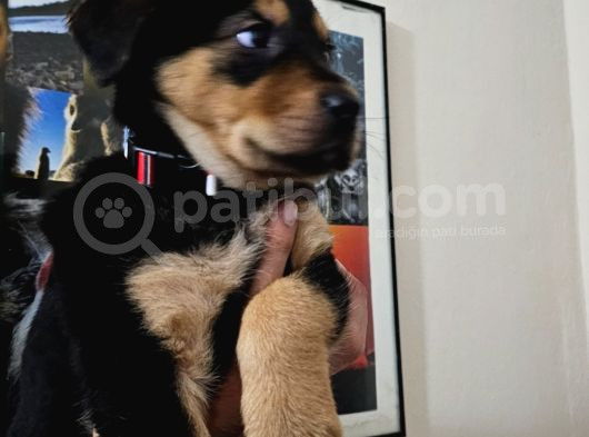 Rottweiler Yavrusu