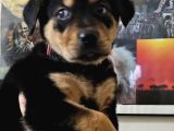 Rottweiler Yavrusu
