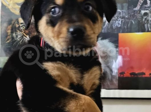 Rottweiler Yavrusu görsel