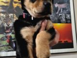 Rottweiler Yavrusu