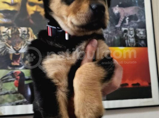Rottweiler Yavrusu görsel