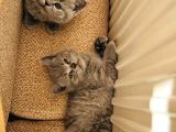 Teslime Hazır Dünya Tatlıları Dişi British Shorthairlar