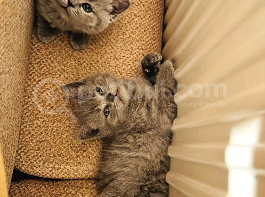 Teslime Hazır Dünya Tatlıları Dişi British Shorthairlar görsel