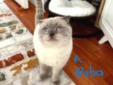 Teslime Hazır Dünya Tatlıları Dişi British Shorthairlar
