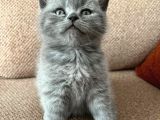 Teslime Hazır Dünya Tatlıları Dişi British Shorthairlar
