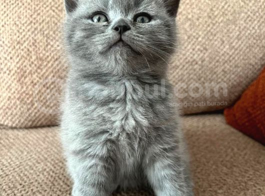 Teslime Hazır Dünya Tatlıları Dişi British Shorthairlar
