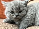 Teslime Hazır Dünya Tatlıları Dişi British Shorthairlar