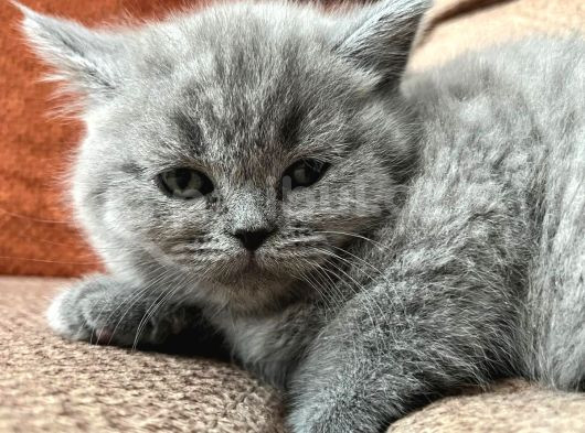 Teslime Hazır Dünya Tatlıları Dişi British Shorthairlar görsel