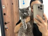 Teslime Hazır Dünya Tatlıları Dişi British Shorthairlar