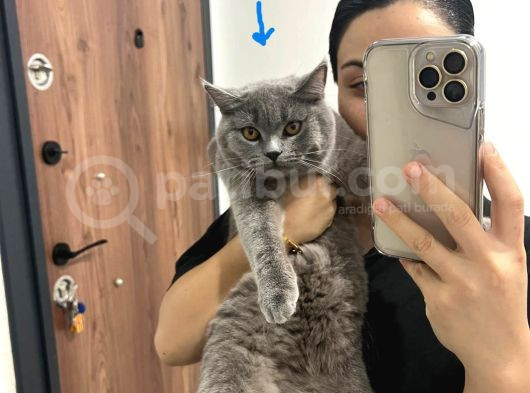 Teslime Hazır Dünya Tatlıları Dişi British Shorthairlar görsel