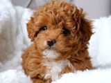 Kıpkırmızı Red Tooy Poodle Sevimli Yavrular