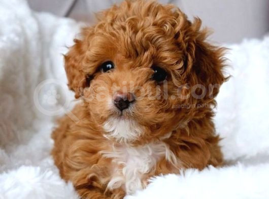 Kıpkırmızı Red Tooy Poodle Sevimli Yavrular görsel