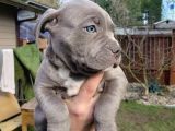 Esteti̇kli̇ Kaçirilmiyacak Blue Cane Corso Yavrular