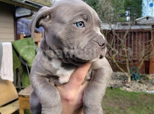 Esteti̇kli̇ Kaçirilmiyacak Blue Cane Corso Yavrular görsel