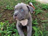 Esteti̇kli̇ Kaçirilmiyacak Blue Cane Corso Yavrular