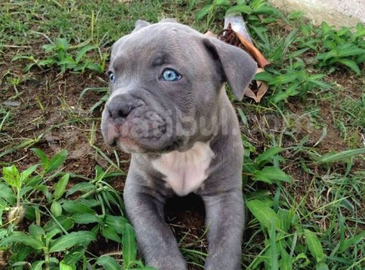 Esteti̇kli̇ Kaçirilmiyacak Blue Cane Corso Yavrular görsel