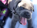 Esteti̇kli̇ Kaçirilmiyacak Blue Cane Corso Yavrular