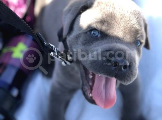 Esteti̇kli̇ Kaçirilmiyacak Blue Cane Corso Yavrular görsel