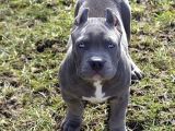 ESTETİKLİ KAÇIRILMIYACAK BLUE CANE CORSO YAVRULAR