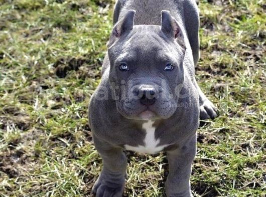 Esteti̇kli̇ Kaçirilmiyacak Blue Cane Corso Yavrular