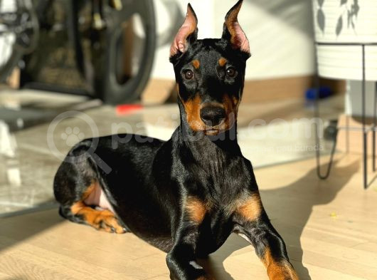 Yilbaşi Hedi̇yesi̇ Esteti̇kli̇ Doberman Isteğe Özel Scrli görsel