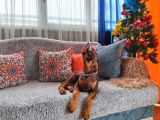 Yilbaşi Hedi̇yesi̇ Esteti̇kli̇ Doberman Isteğe Özel Scrli