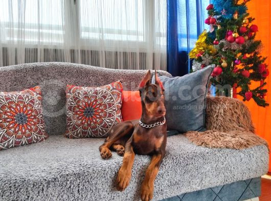 Yilbaşi Hedi̇yesi̇ Esteti̇kli̇ Doberman Isteğe Özel Scrli görsel
