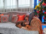Yilbaşi Hedi̇yesi̇ Esteti̇kli̇ Doberman Isteğe Özel Scrli