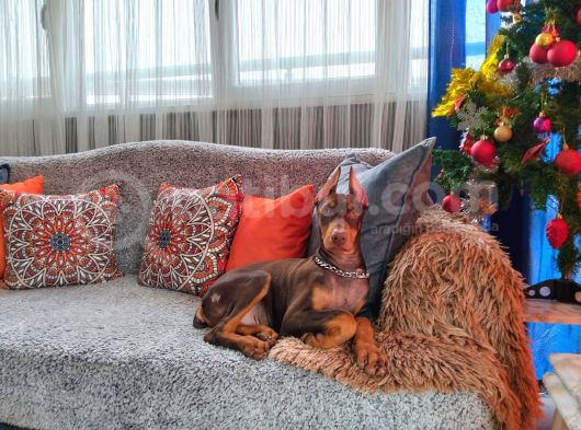Yilbaşi Hedi̇yesi̇ Esteti̇kli̇ Doberman Isteğe Özel Scrli görsel