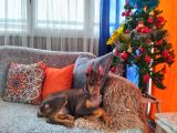 Yilbaşi Hedi̇yesi̇ Esteti̇kli̇ Doberman Isteğe Özel Scrli