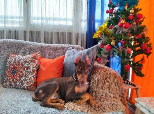 Yilbaşi Hedi̇yesi̇ Esteti̇kli̇ Doberman Isteğe Özel Scrli görsel