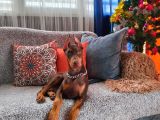 YILBAŞI HEDİYESİ ESTETİKLİ DOBERMAN isteğe özel scrli