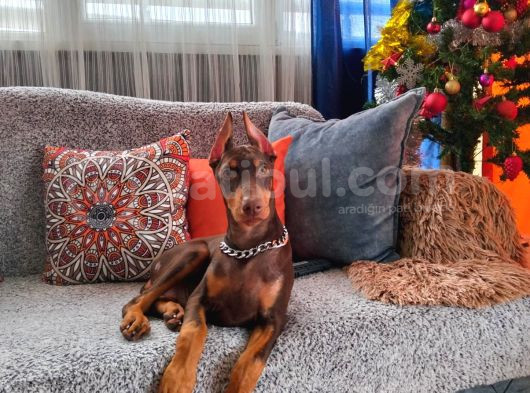 Yilbaşi Hedi̇yesi̇ Esteti̇kli̇ Doberman Isteğe Özel Scrli