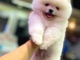 POMERANİAN BOO YAVRUMUZ