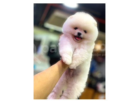 Pomerani̇an Boo Yavrumuz