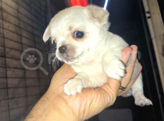 Çanta Ve Cep Şivava Yavrularımız görsel
