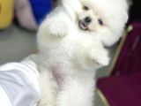 Pomerani̇an Boo Yavrumuz