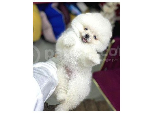 Pomerani̇an Boo Yavrumuz görsel