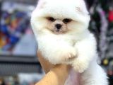 Pomerani̇an Boo Yavrumuz