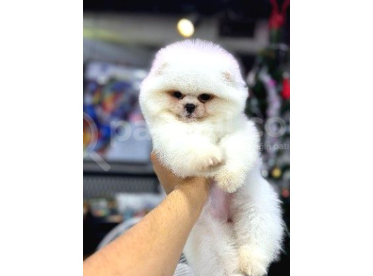 Pomerani̇an Boo Yavrumuz görsel